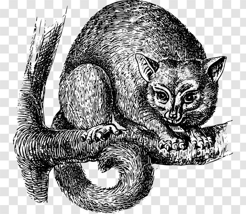 Whiskers Drawing Opossum Clip Art - Carnivoran - Creative Small Black Rat Free Material On The Tree Transparent PNG