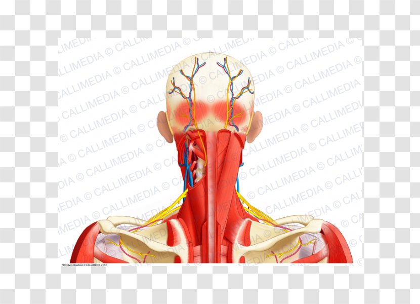 Posterior Triangle Of The Neck Human Body Ray-Ban Muscular System - Watercolor - Ray Ban Transparent PNG
