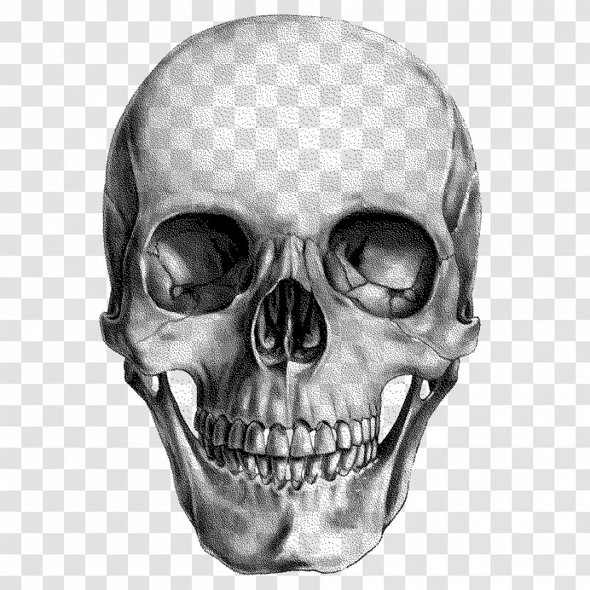 Human Skull Drawing Anatomy - Photography Transparent PNG