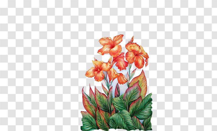 Floral Design Watercolor Painting Drawing Flower - Canna Lily - Cockscomb Colored Material Picture Transparent PNG