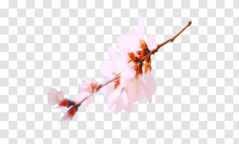 Blossom Download Computer File - Petal - Spring Peach Transparent PNG