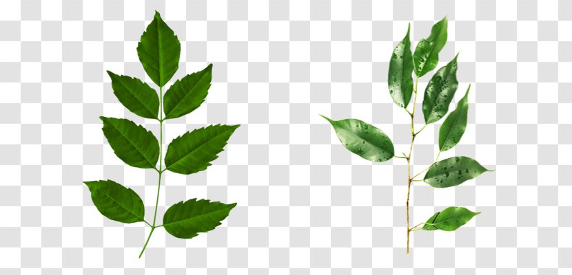 Naver Blog Leaf Plant Stem - Hojas Transparent PNG