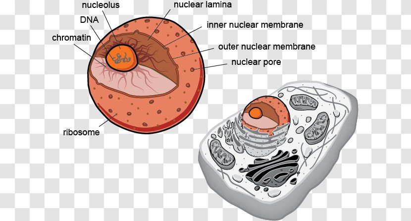Prokaryote Eukaryote Cell Flagellum Biology - Watercolor - Eukaryotic Transparent PNG