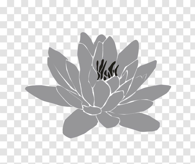 White Flowering Plant - Monochrome Photography Transparent PNG
