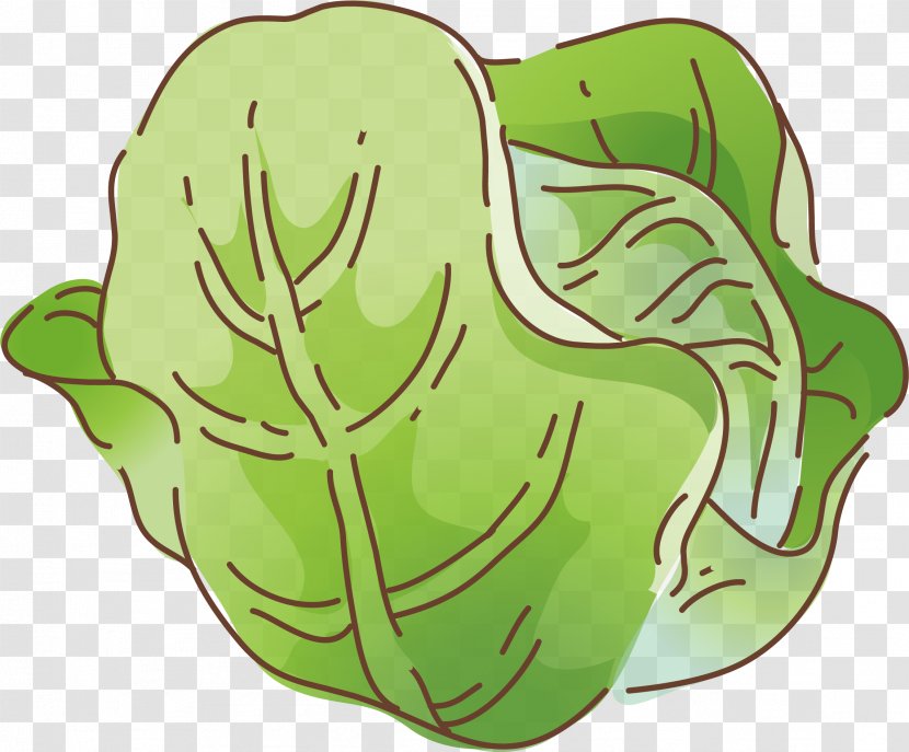 Vegetable Cartoon Cabbage Illustration - Flower - Vector Element Transparent PNG