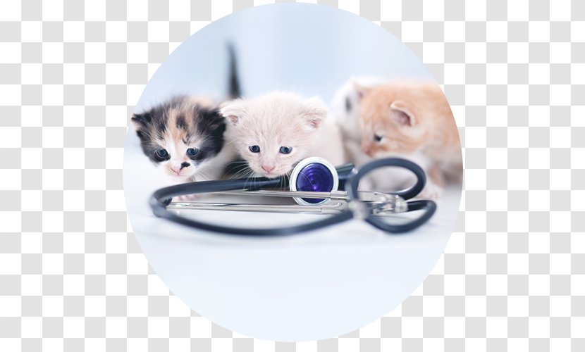 Cat Kitten Veterinarian Clinique Vétérinaire Pet - Like Mammal Transparent PNG