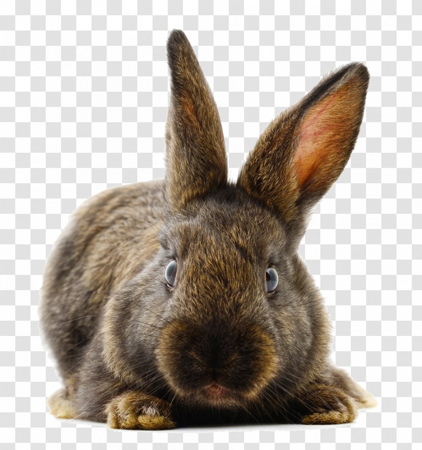 Domestic Rabbit Muroidea Animal - Wood - Tummy Transparent PNG