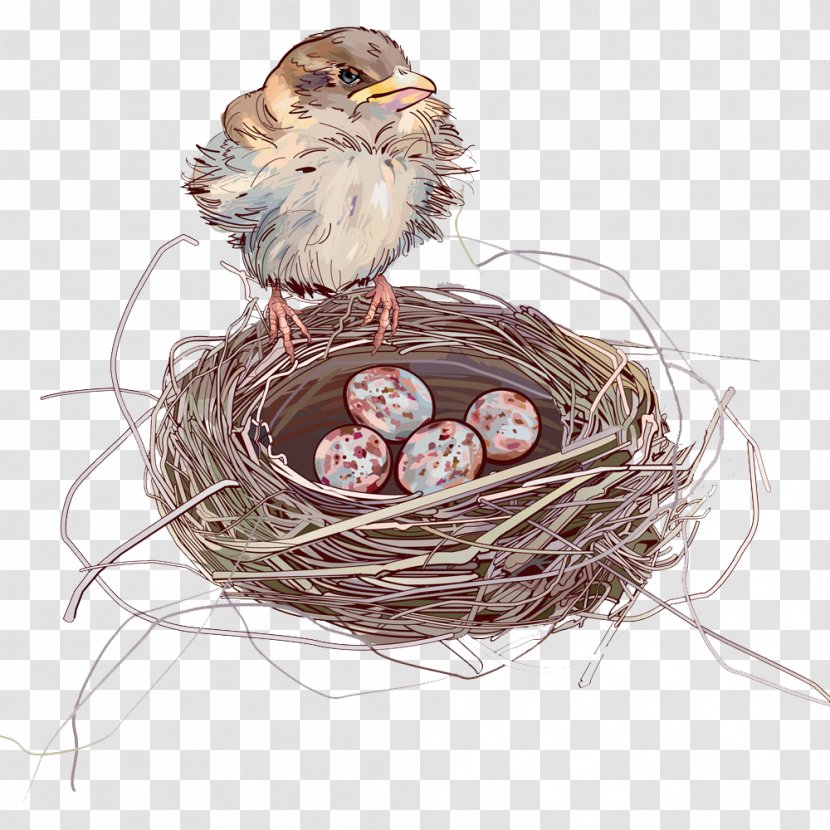 House Sparrow Bird Nest - Cartoon Transparent PNG