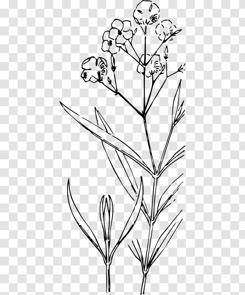 Flower Line Art - Plant - Herbaceous Wildflower Transparent PNG