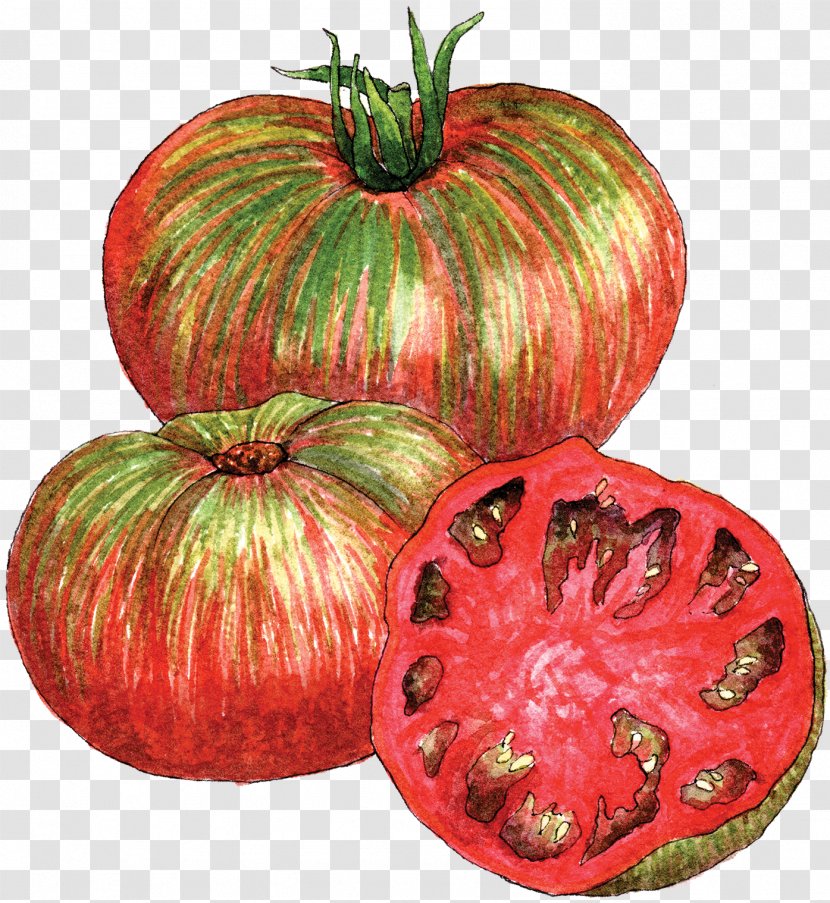 Heirloom Tomato Tie-dye Berkeley - Cucurbita Transparent PNG