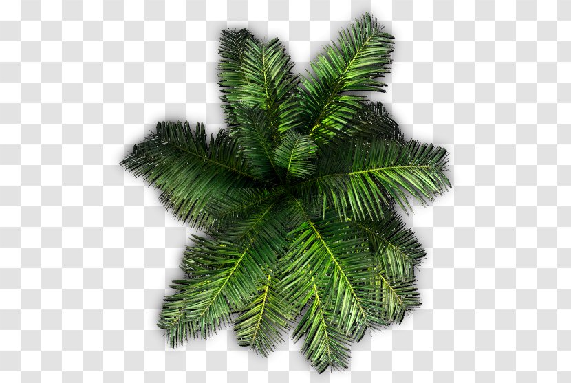 Saribus Rotundifolius Palm Trees Clip Art - Pine - Tree Transparent PNG