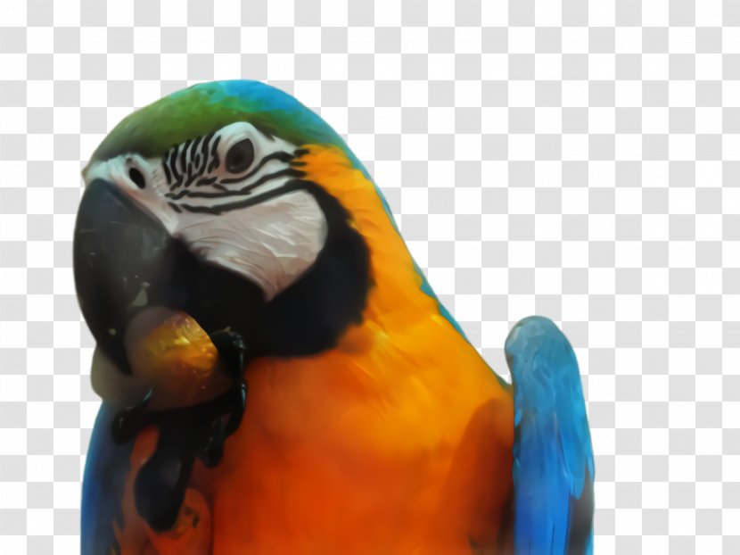 Colorful Background - Parrot - Wildlife Closeup Transparent PNG