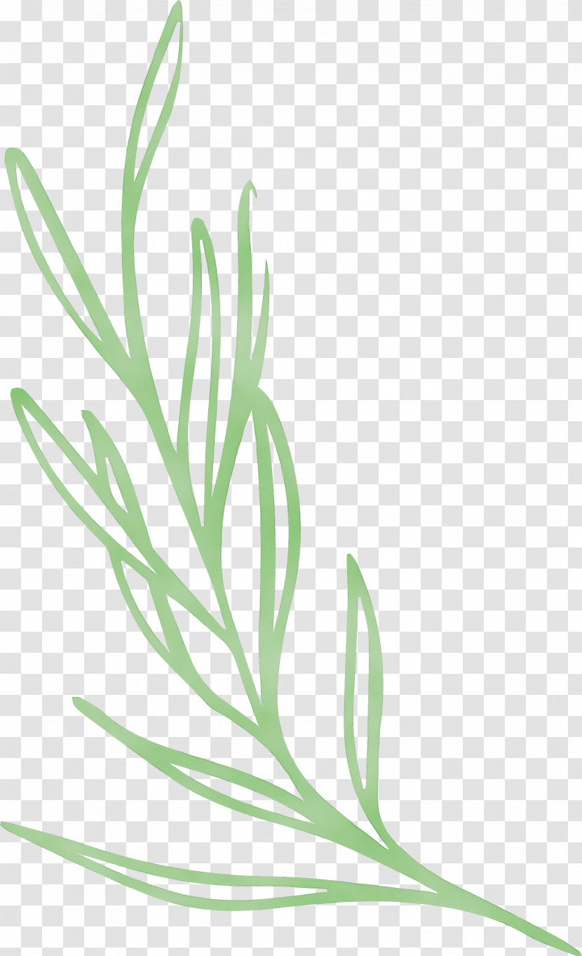 Plant Stem Leaf Grasses Leaf Vegetable Flower Transparent PNG