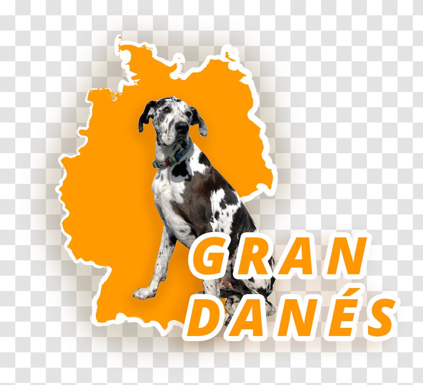 Dog Breed Great Dane Dogo Argentino Spanish Greyhound - Race Transparent PNG