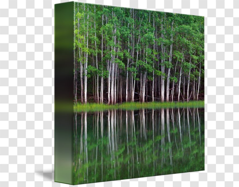 Gallery Wrap Canvas Panorama Art Lakeshore Equipment Company Inc - Swamp - Records Transparent PNG
