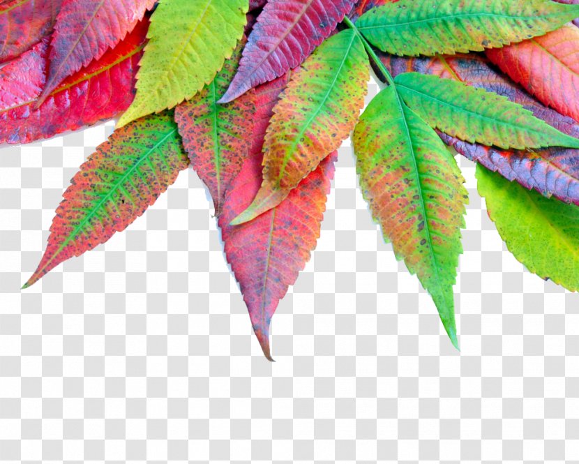 Autumn Leaf Color Maple - Petal - Leaves Transparent PNG