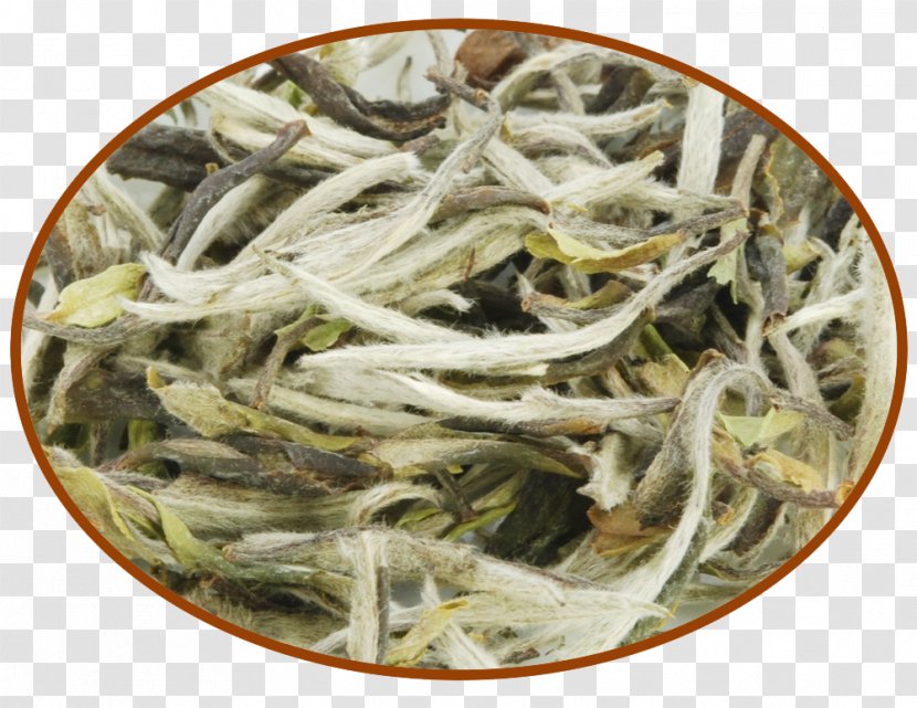 Bai Mudan Baihao Yinzhen White Tea Shoumei - Biluochun - Chinese Herbaceous Peony Transparent PNG