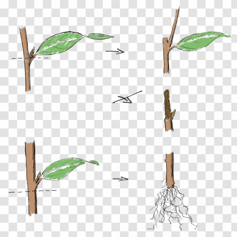 Twig Cutting Pruning Bonsai Plant - Ficus Transparent PNG