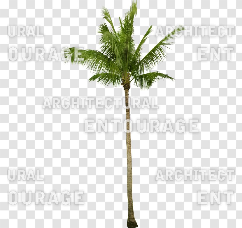 Asian Palmyra Palm Oil Palms Coconut Date Flowerpot - Borassus Flabellifer Transparent PNG