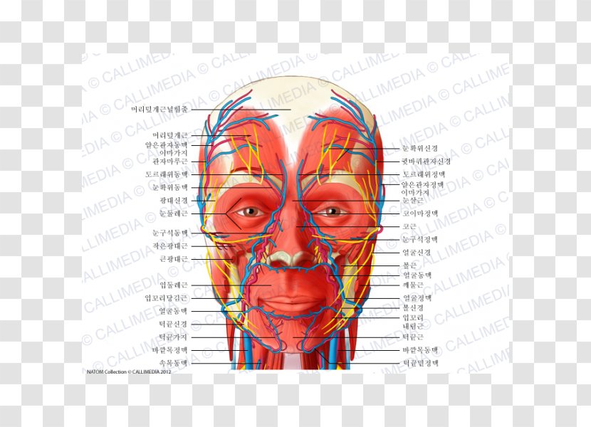 Head And Neck Anatomy Blood Vessel Nerve Human Body - Watercolor - Nerves Transparent PNG