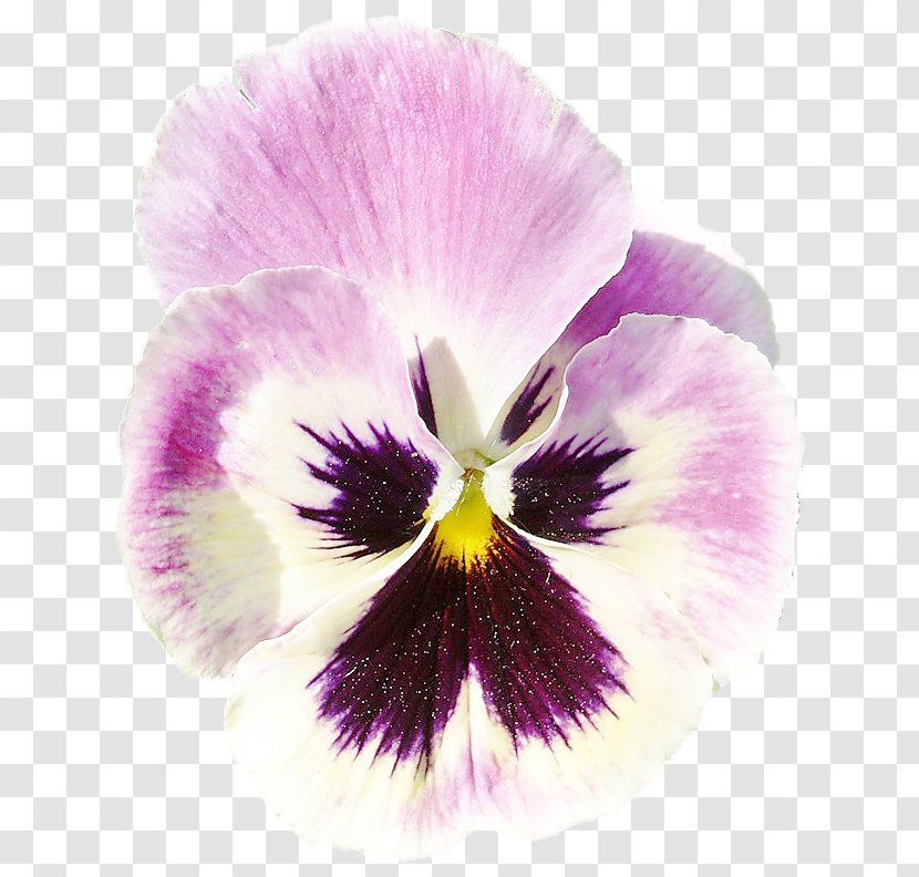 Pansy Violet Flower Petal - Rar Transparent PNG