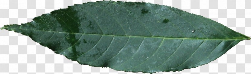 Leaf Plant - Texture Transparent PNG