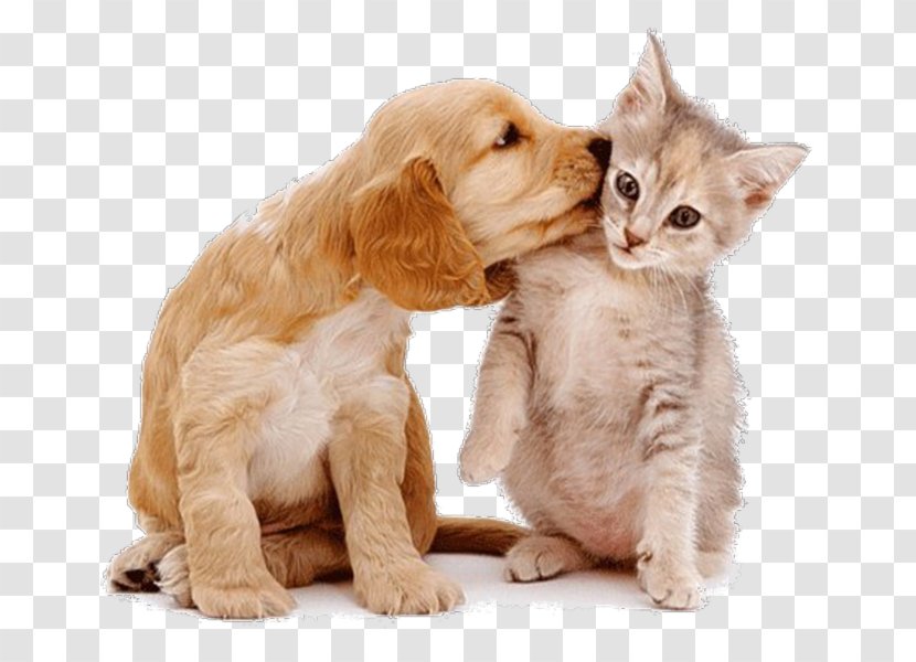 Dog–cat Relationship Pet Sitting - Animal Rescue Group - Cat Transparent PNG