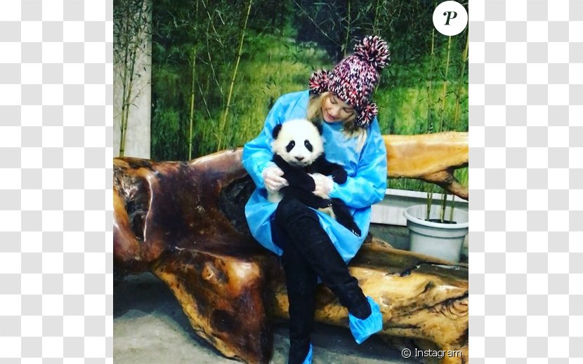 Chengdu Research Base Of Giant Panda Breeding Kung Fu Actor Celebrity - Kung-fu Transparent PNG