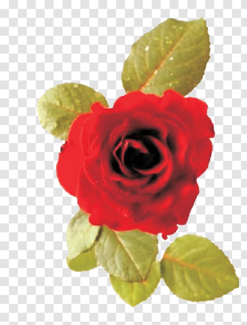 Garden Roses Фотобанк Flower Orofacial Pain - Sleep Apnea Medication Transparent PNG