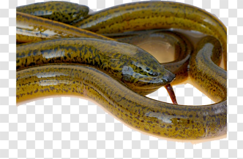 Asian Swamp Eel Cuchia Fish U8edfu515cu9577u9b5a - Food - Tongue Transparent PNG