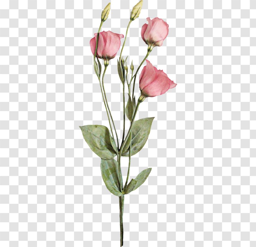 Garden Roses Cabbage Rose Cut Flowers Bud Plant Stem - 母親節 Transparent PNG