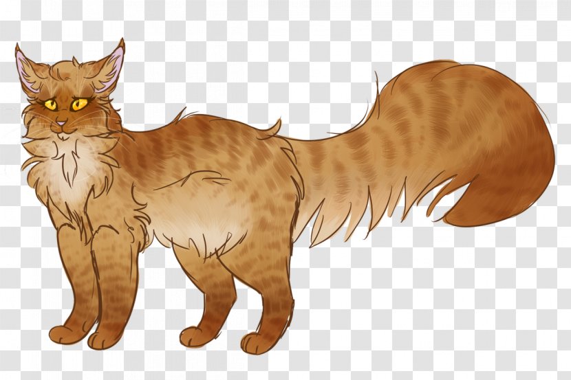 Whiskers Maine Coon Domestic Short-haired Cat Tabby Wildcat - Claw - Raccoon Transparent PNG