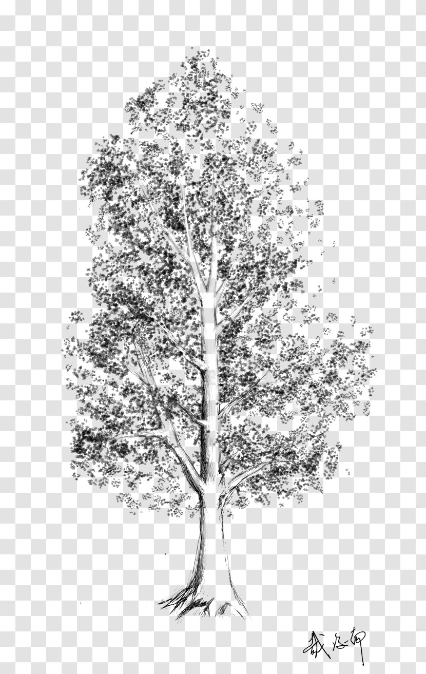 Tree Birch Woody Plant Leaf - Arbre D Alignement - Sketch Transparent PNG