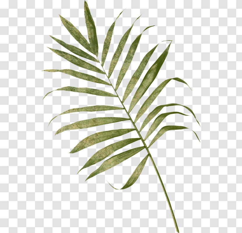 Arecaceae Frond Leaf Palm Branch Fern Transparent PNG