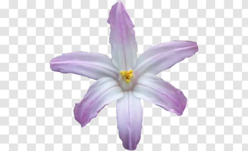 Lilac Violet Purple Crocus Flower - Iridaceae Transparent PNG