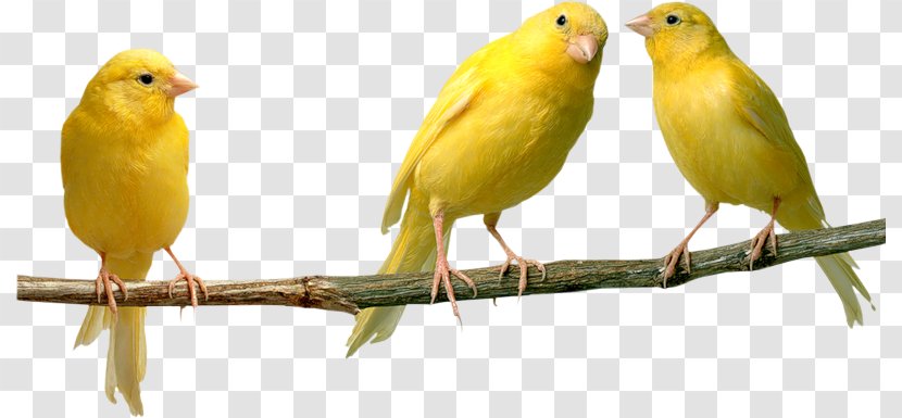 Domestic Canary Bird Parrot Yellow Finches - Talking Transparent PNG