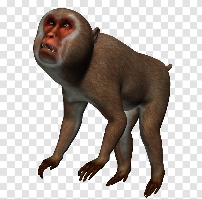 Macaque Ape Old World Monkeys Gorilla - December - Maymun Meyve Transparent PNG