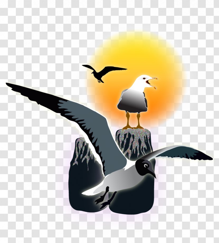 Beak Seabird Water Bird Transparent PNG