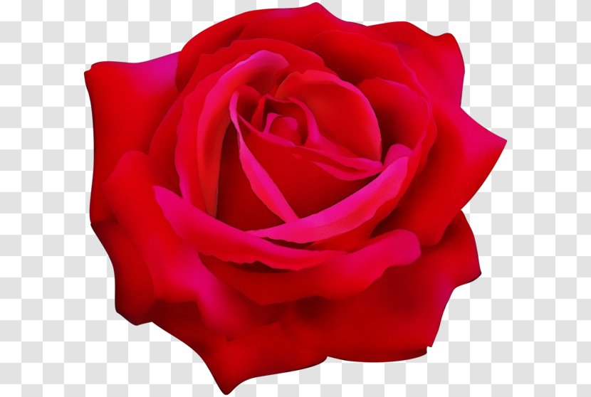 Garden Roses - Red - Plant Floribunda Transparent PNG