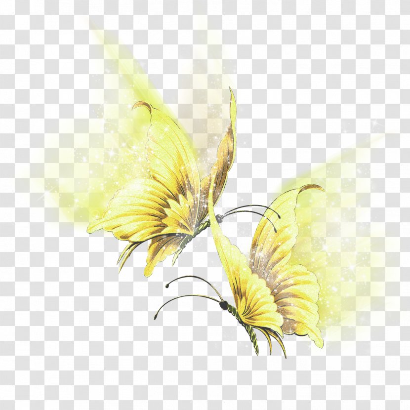 Butterfly Flügel Insect Art - No Transparent PNG