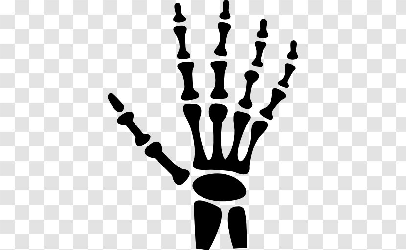 Hand Human Skeleton Bone - Finger - Bones Transparent PNG