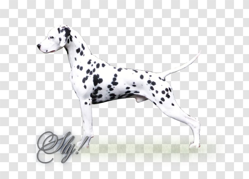 Dalmatian Dog Breed Companion Non-sporting Group Snout Transparent PNG