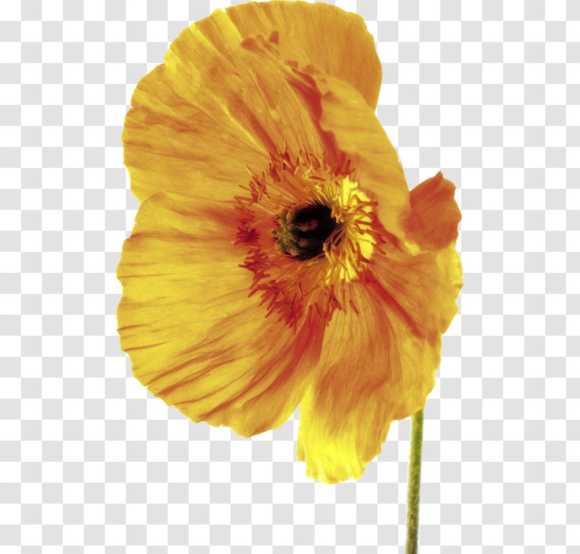 Poppy Depth Of Field Flower Stock Photography - Pollen Transparent PNG