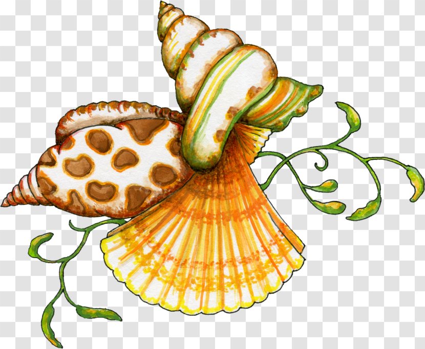 Seashell Thumbnail Clip Art - Invertebrate Transparent PNG