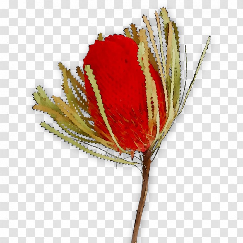 Cut Flowers Rose Plant Stem The Poppy Family - Banksia Transparent PNG