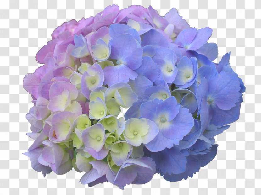 French Hydrangea Panicled Flower Garden Dear Spring - Hydrangeaceae Transparent PNG