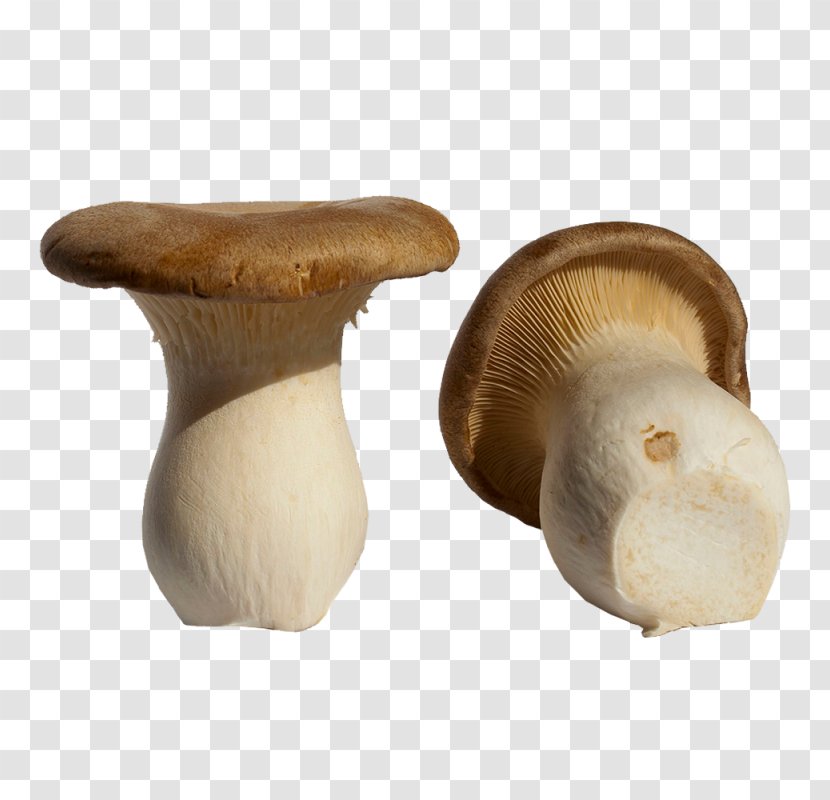 Pleurotus Eryngii Boletus Edulis Mushroom Périgord Black Truffle Food Transparent PNG