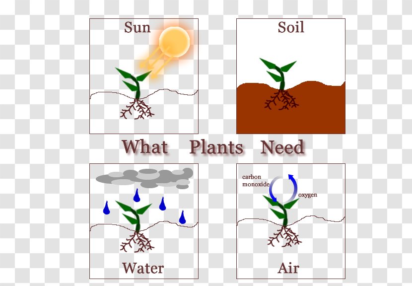 What Plants Need A Plant! Why - Experiment - LeafSummer Plant Poster Transparent PNG