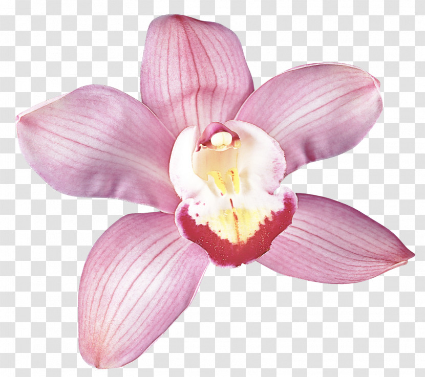 Petal Flower Pink Plant Moth Orchid Transparent PNG