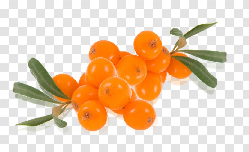 Seaberry Sea Buckthorn Oil Juice Auglis Transparent PNG